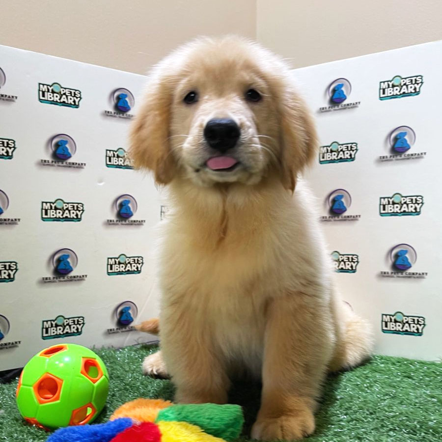Golden Retriever Puppy (Female) For Sale