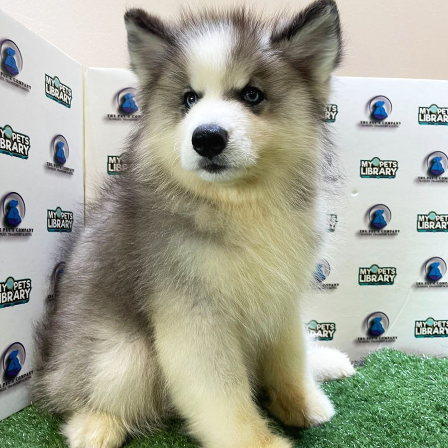 Alaskan Husky Puppy (Female) For Sale