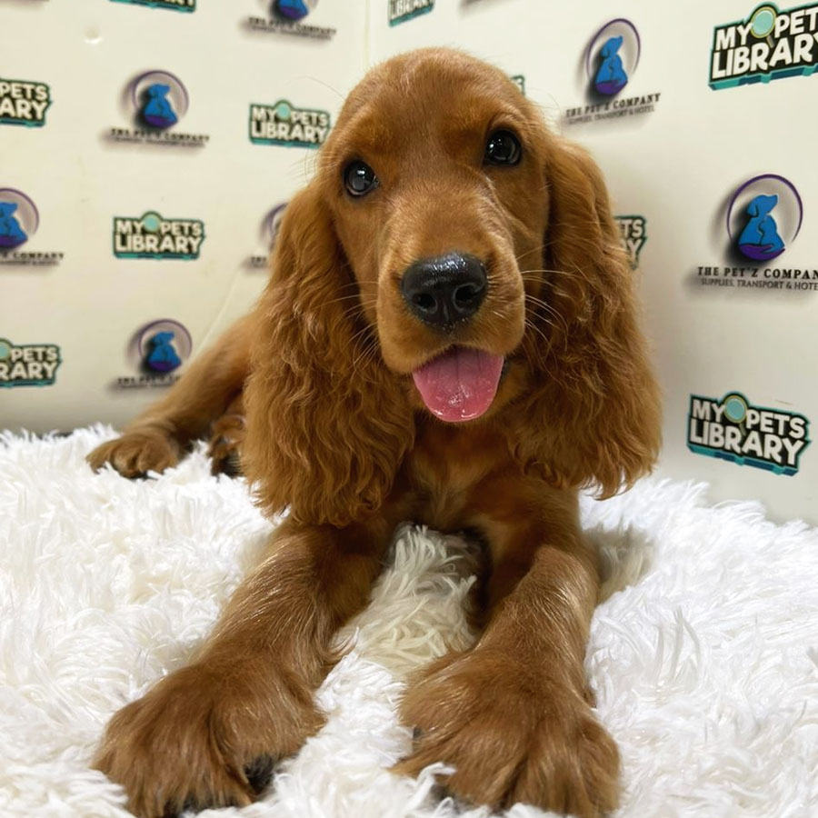 English Cocker Spaniel Puppy (Male) For Sale