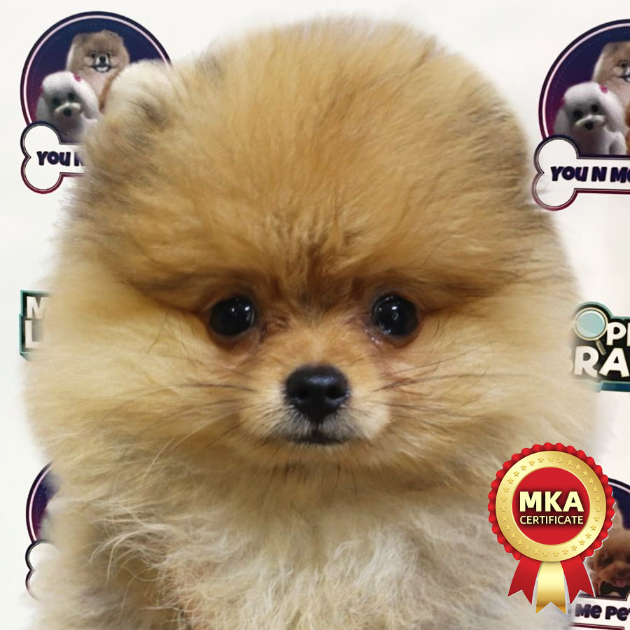 MKA Tiny Pomeranian Puppy (Male) For Sale