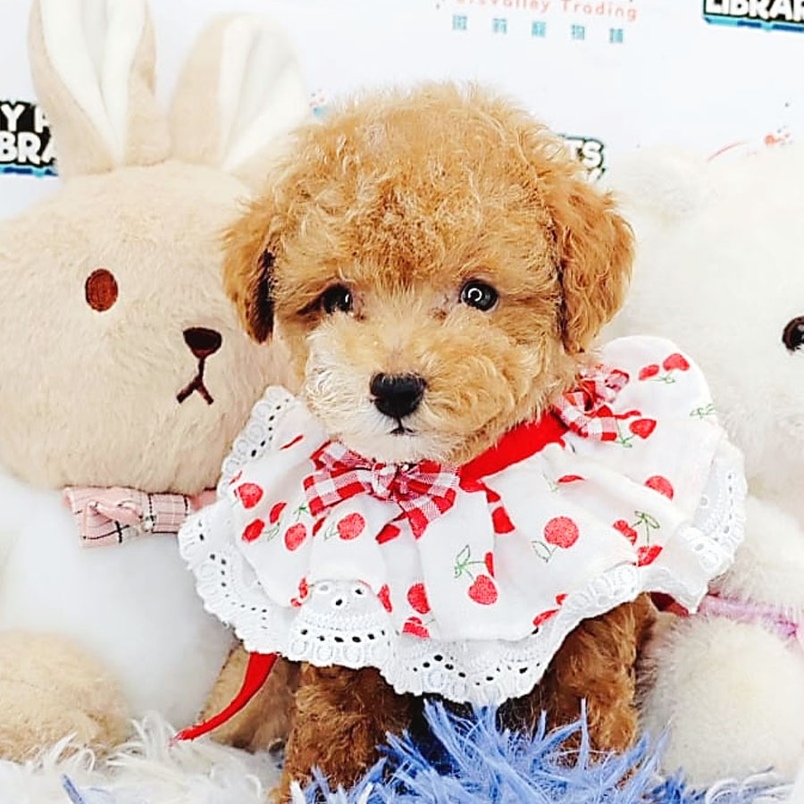 Toy Poodle Puppy (Female) For Sale