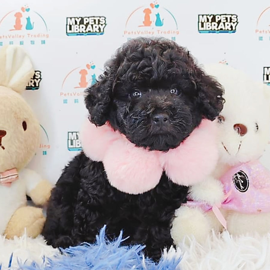 Toy Poodle Puppy (Male) For Sale