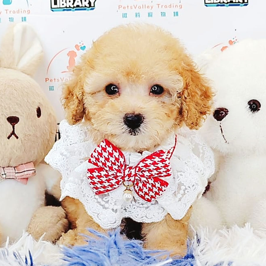 Toy Poodle Puppy (Female) For Sale