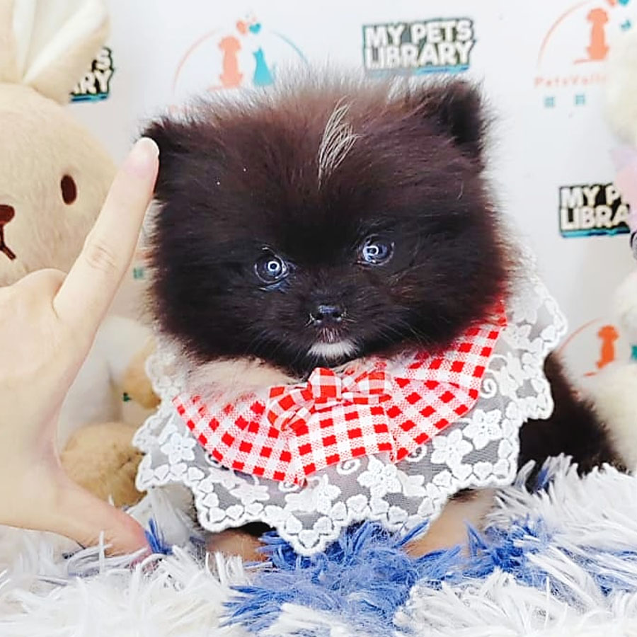 Pomeranian Puppy (Female) For Sale