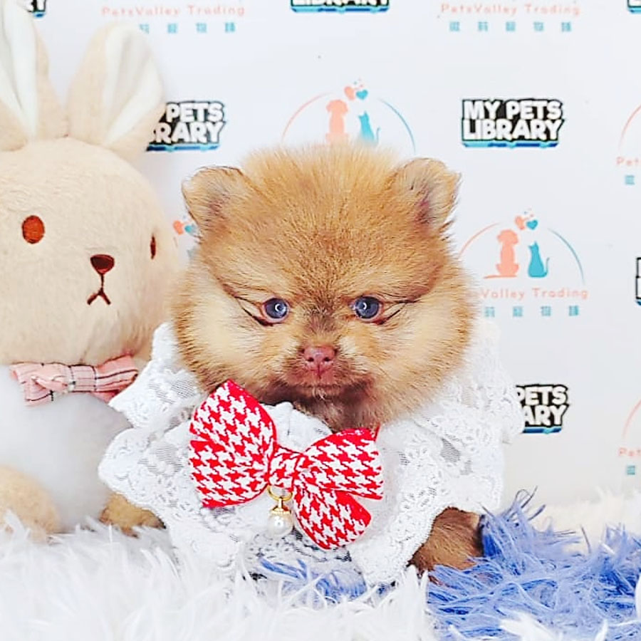Pomeranian Puppy (Female) For Sale