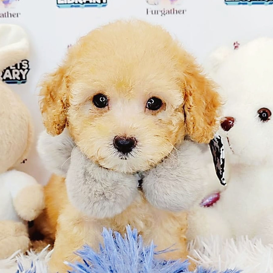 Toy Poodle Puppy (Female) For Sale