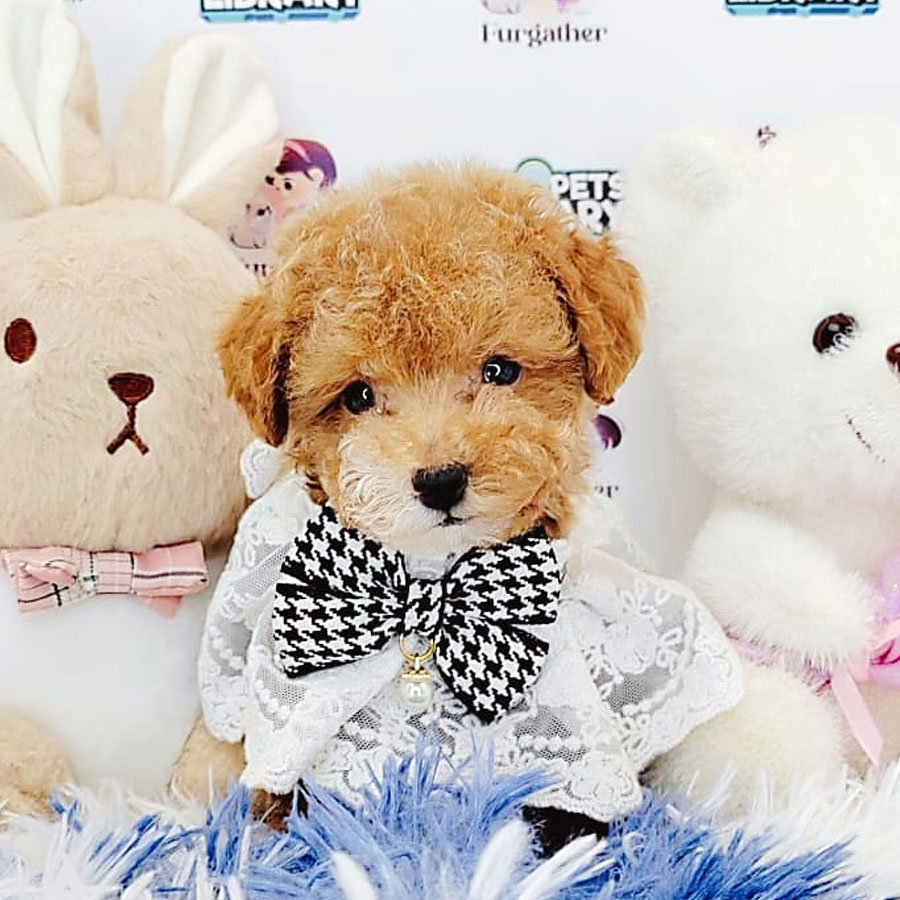 Toy Poodle Puppy (Female) For Sale