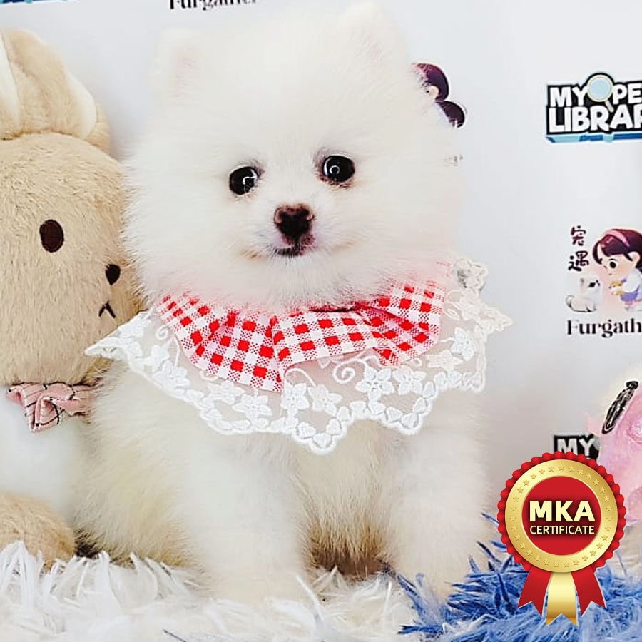 MKA Pomeranian Puppy (Female) For Sale
