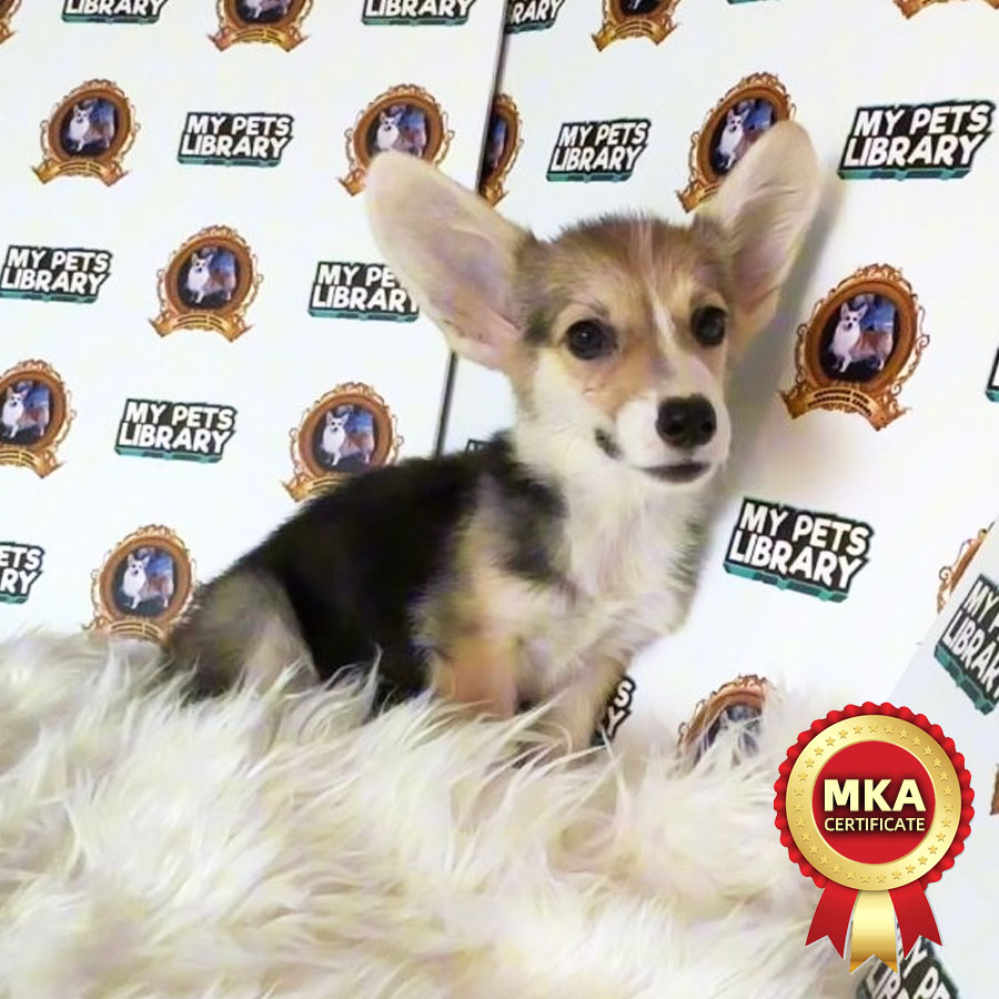 MKA Welsh Corgi Puppy (Female) For Sale