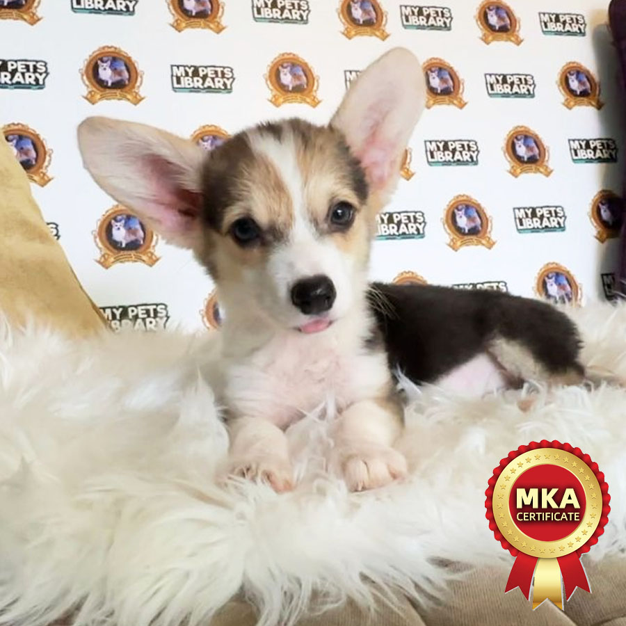 MKA Welsh Corgi Puppy (Male) For Sale