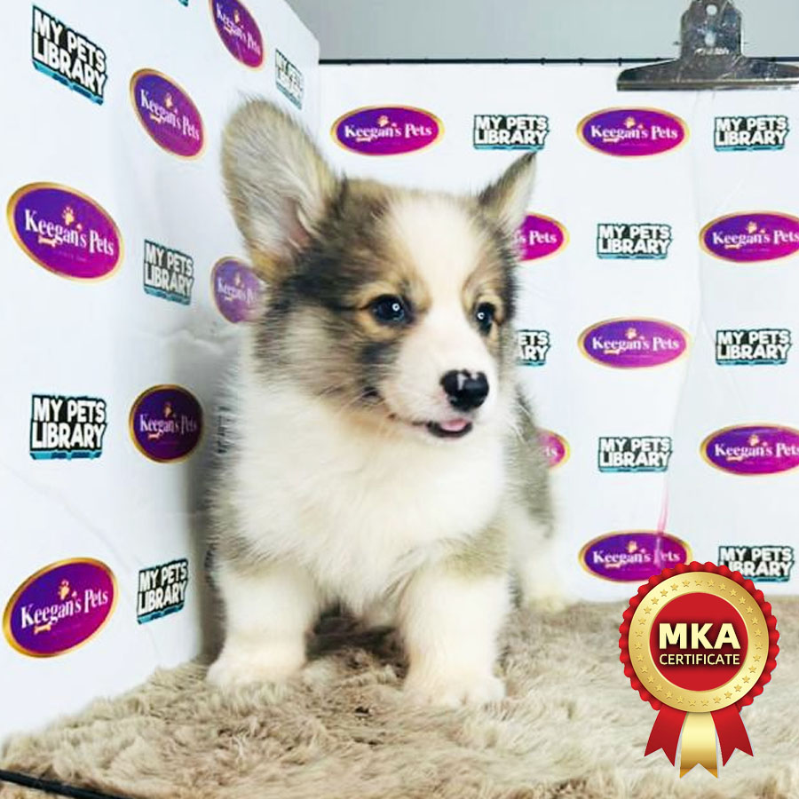 MKA Longcoat Welsh Corgi Puppy (Male) For Sale