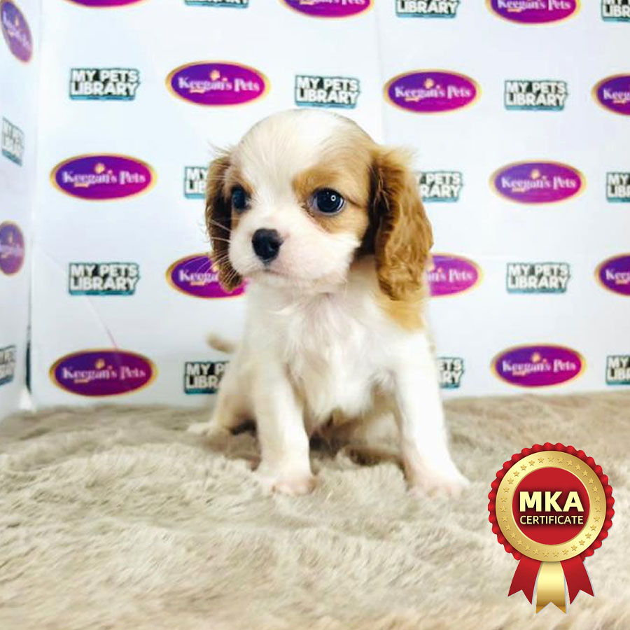 MKA Cavalier King Charles Spaniel Puppy (Male) For Sale