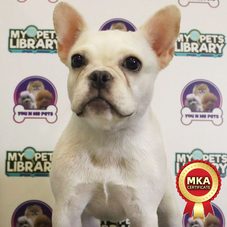 MKA French Bulldog Puppy (Female) For Sale