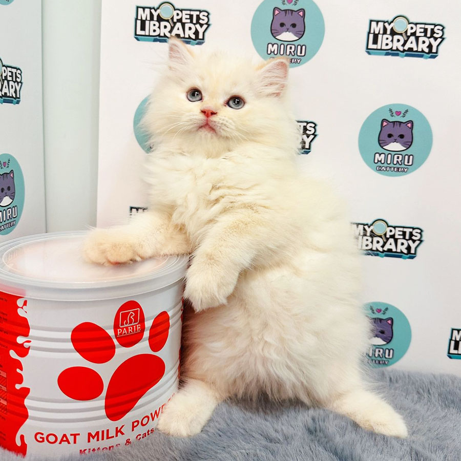 Persian Kitten (Female) For Sale