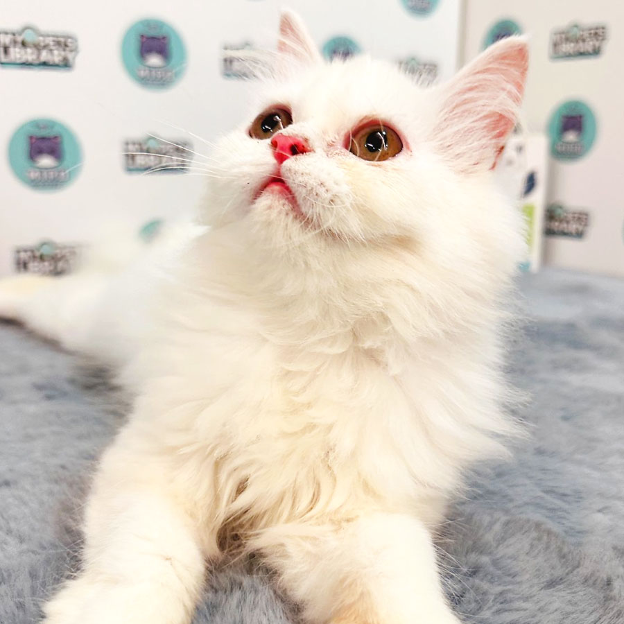 Persian Kitten (Female) For Sale