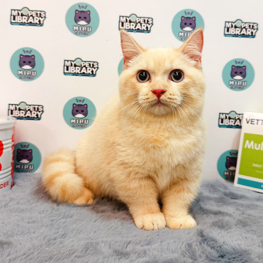 Munchkin Kitten (Male) For Sale