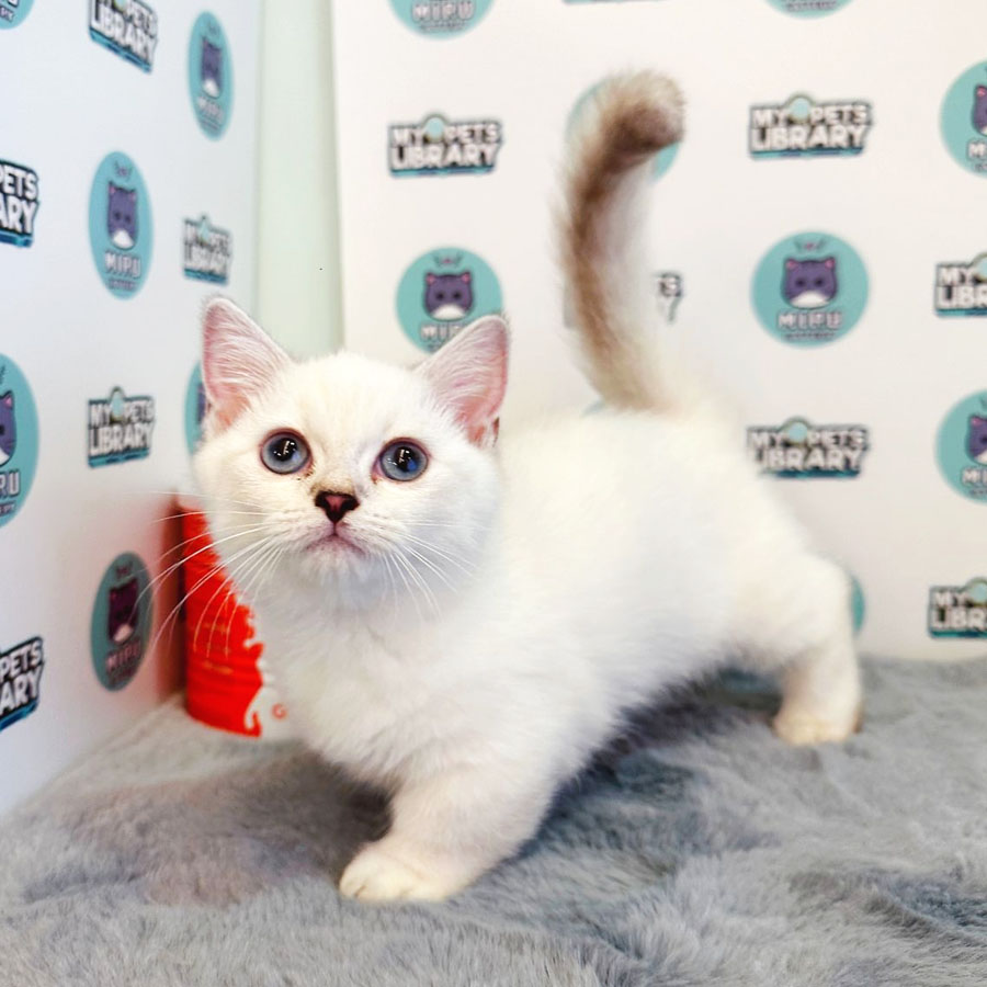 Munchkin Kitten (Female) For Sale