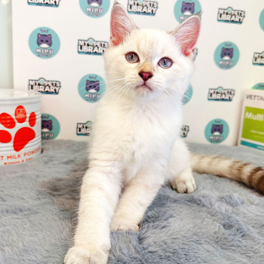 Munchkin Siamese Kitten (Male) For Sale