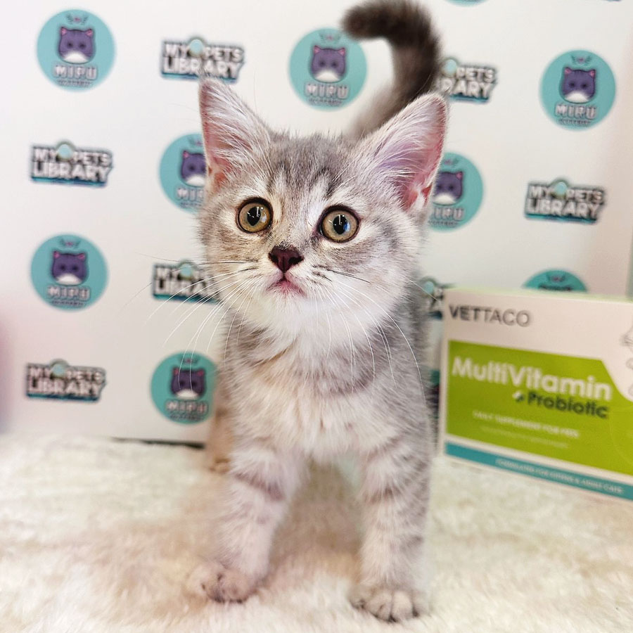 Munchkin British Shorthair Kitten (Female) For Sale