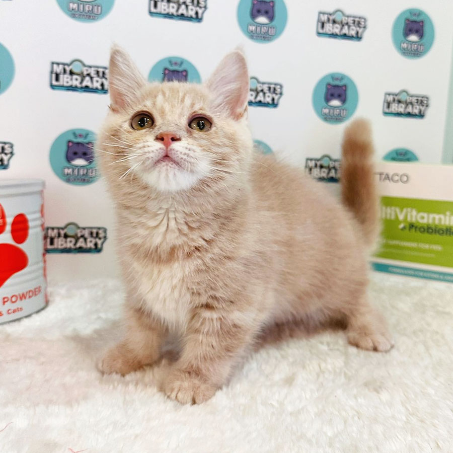 Munchkin Maine Coon Kitten (Female) For Sale