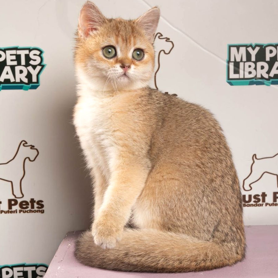 British Shorthair Kitten (Female) For Sale