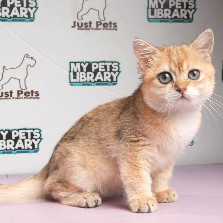 British Shorthair Kitten (Female) For Sale