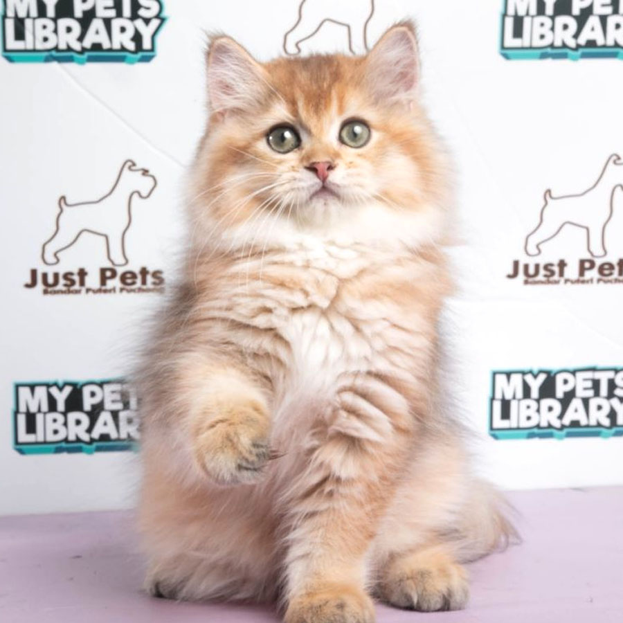 British Longhair Kitten (Female) For Sale