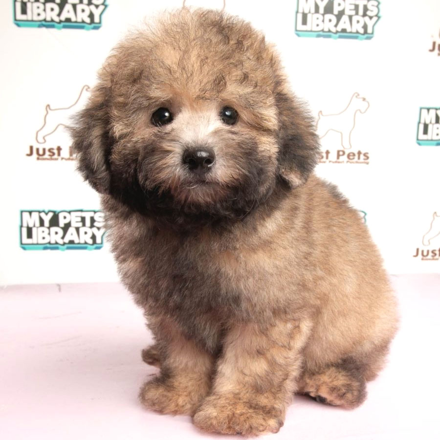 Toy Poodle Puppy (Male) For Sale