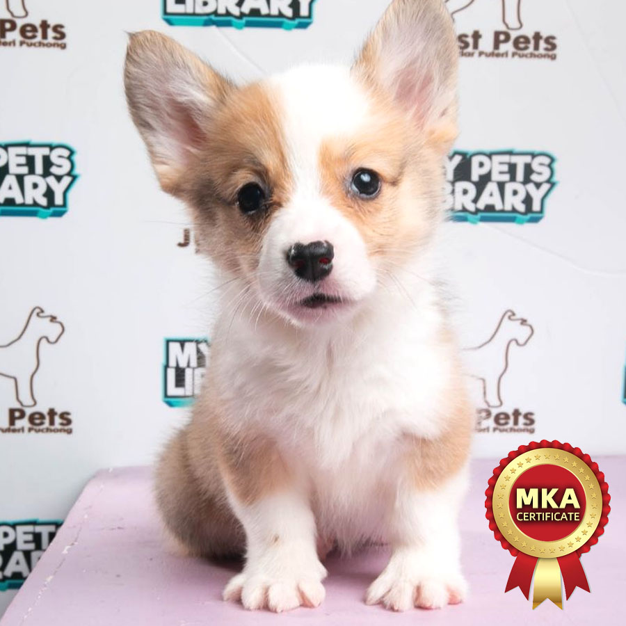 MKA Welsh Corgi Puppy (Female) For Sale