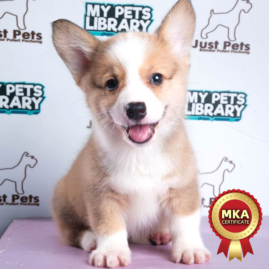 MKA Welsh Corgi Puppy (Male) For Sale