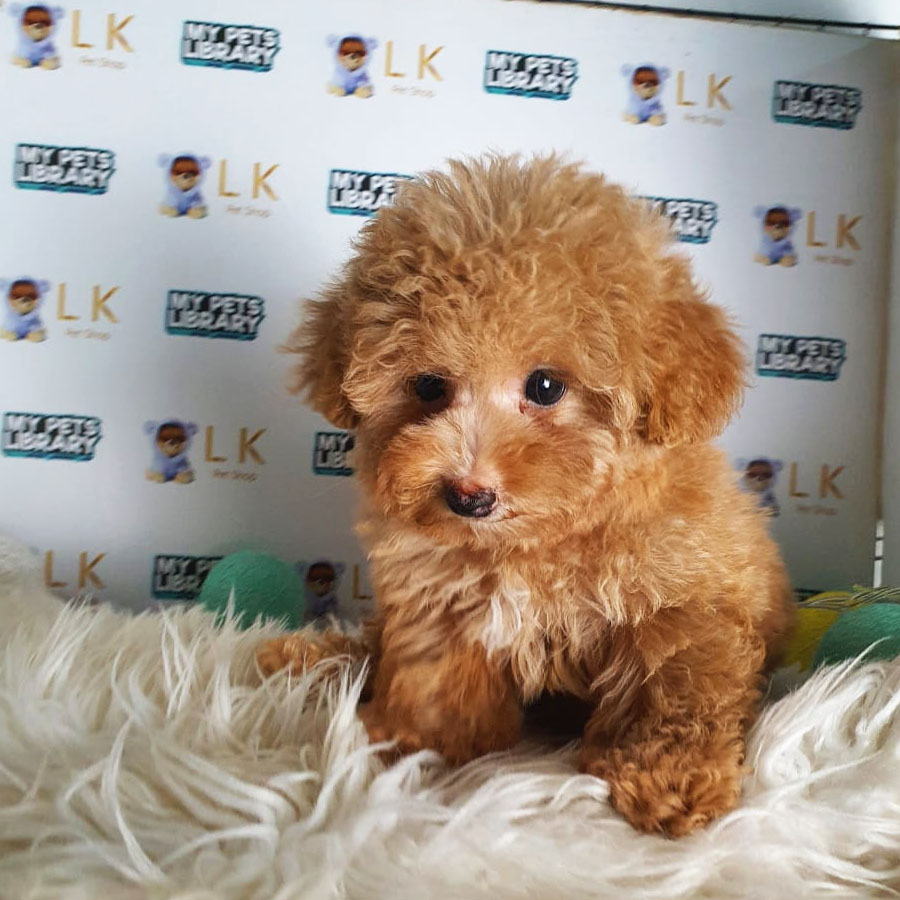 Toy Poodle Puppy (Female) For Sale