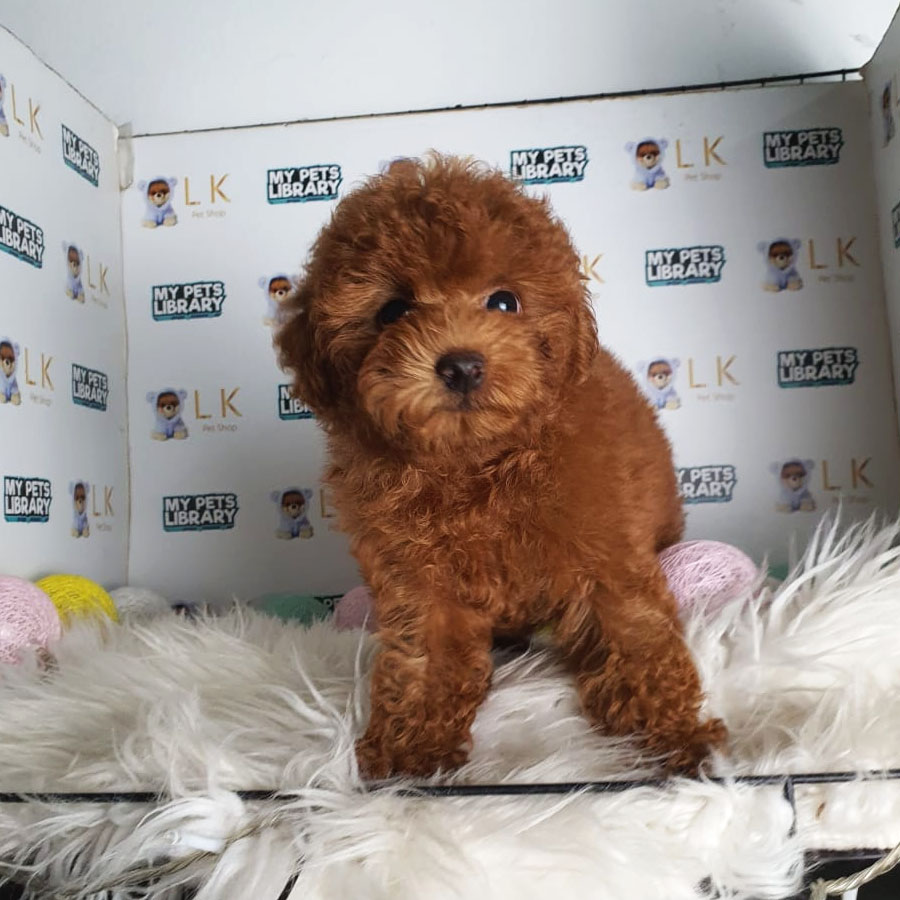 Toy Poodle Puppy (Female) For Sale