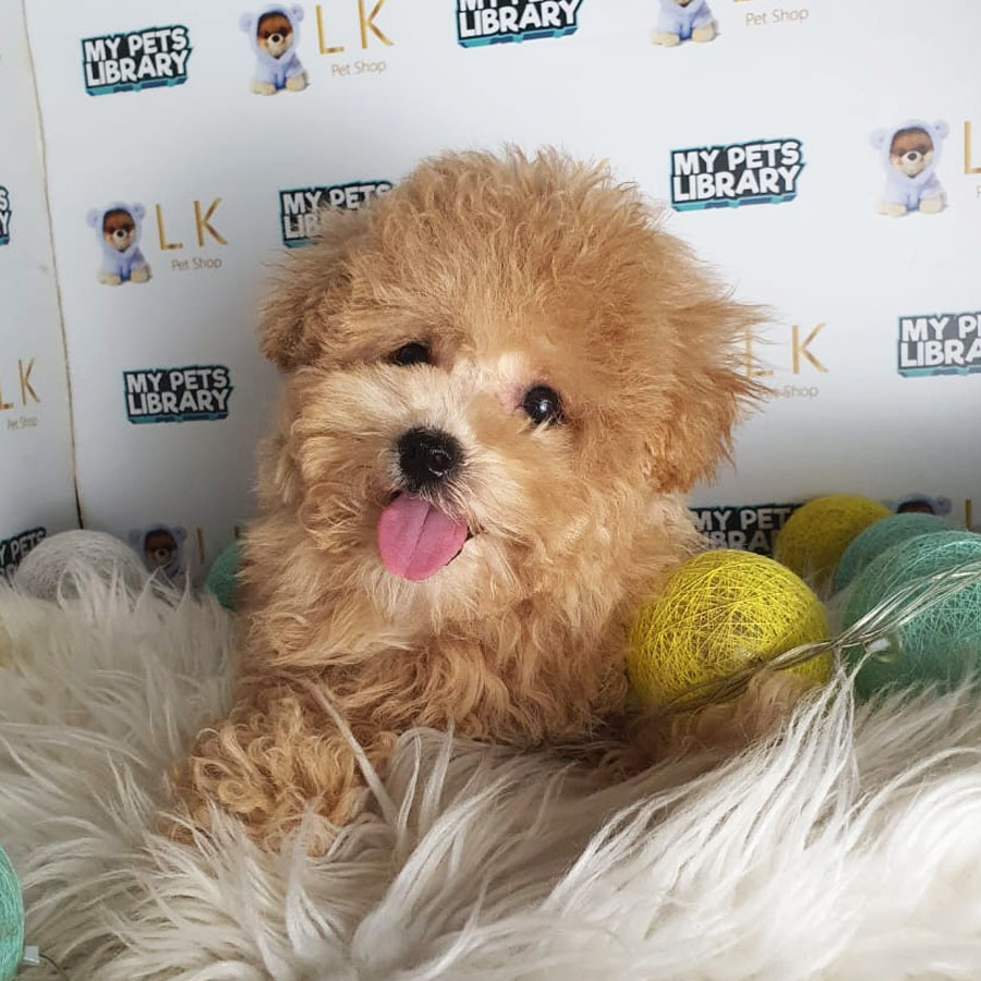 Toy Poodle Puppy (Female) For Sale