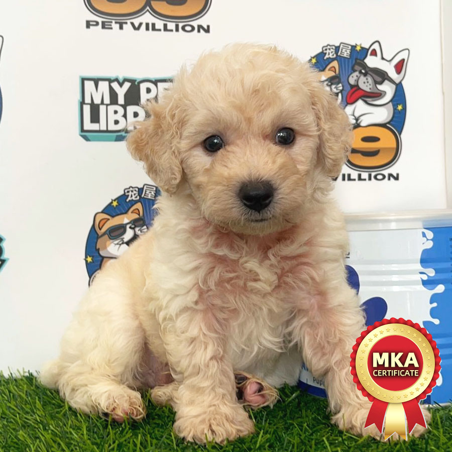 MKA Toy Poodle Puppy (Male) For Sale