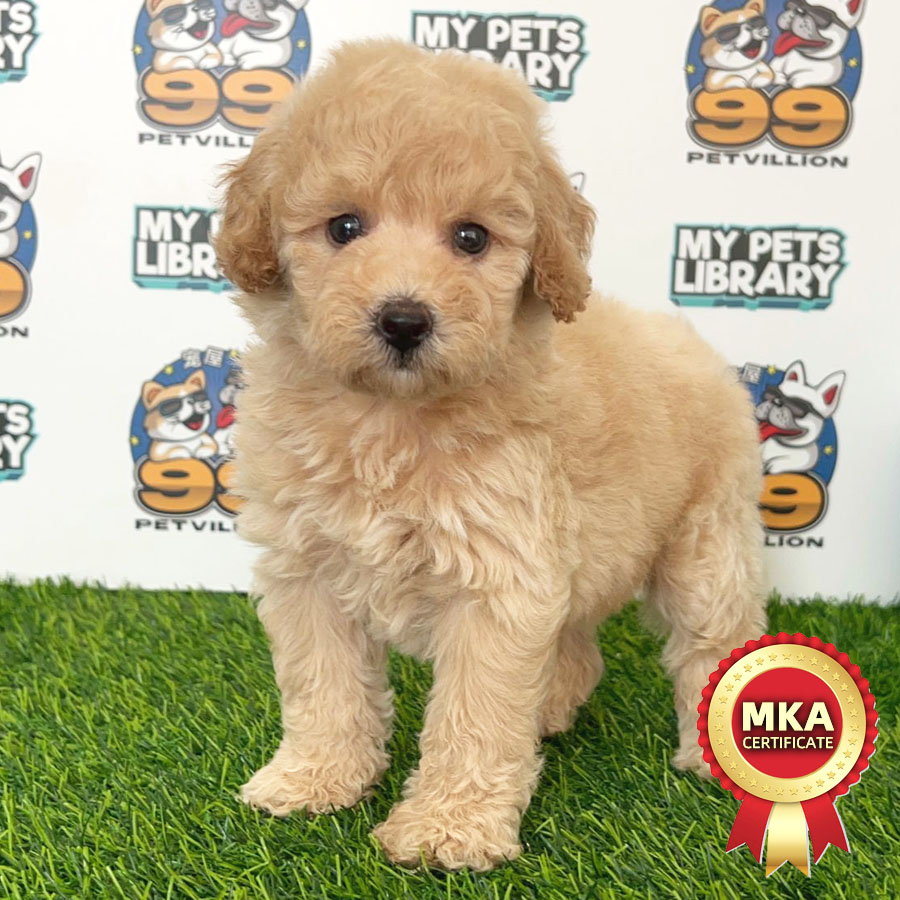 MKA Toy Poodle Puppy (Female) For Sale