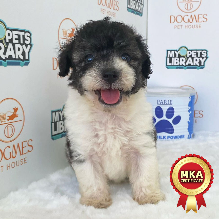 MKA Toy Poodle Puppy (Female) For Sale