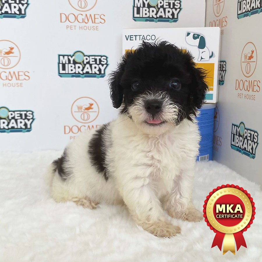 MKA Toy Poodle Puppy (Female) For Sale