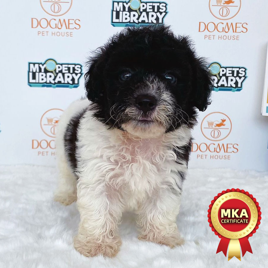 MKA Toy Poodle Puppy (Male) For Sale