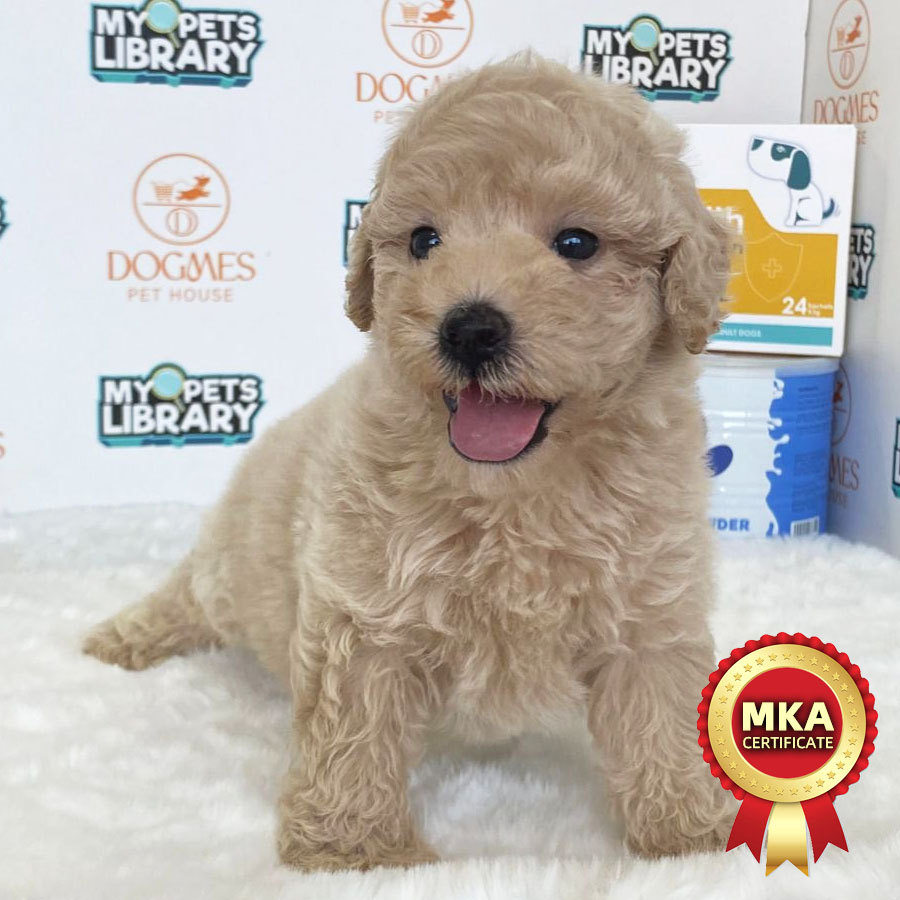 MKA Toy Poodle Puppy (Male) For Sale
