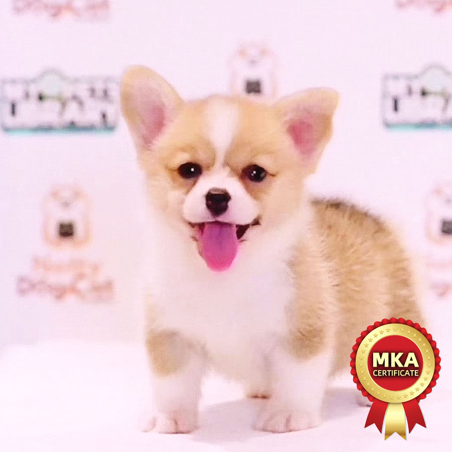 MKA Pembroke Welsh Corgi Puppy (Female) For Sale