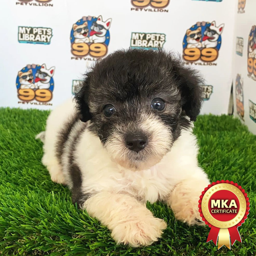 MKA Toy Poodle Puppy (Female) For Sale