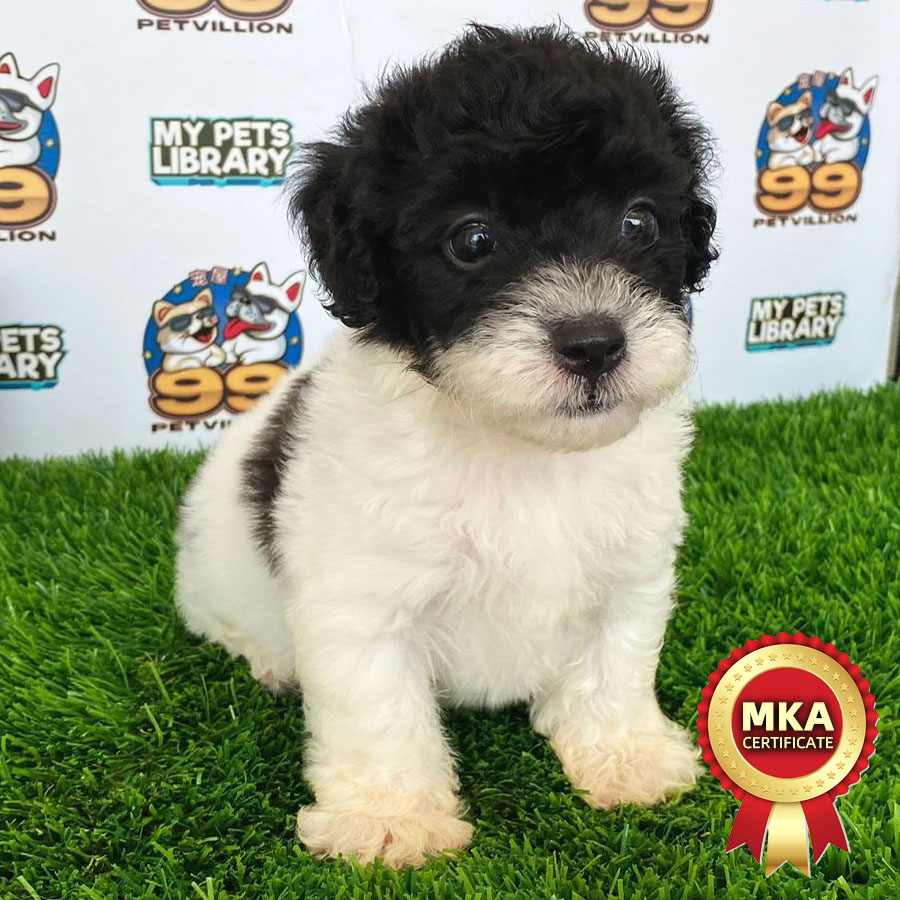 MKA Toy Poodle Puppy (Female) For Sale