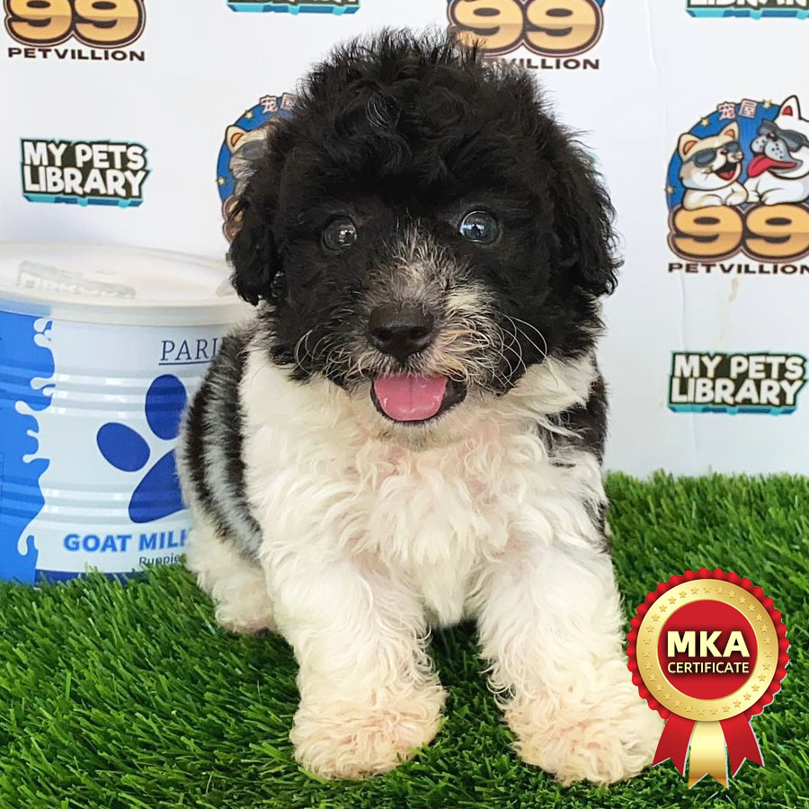 MKA Toy Poodle Puppy (Male) For Sale