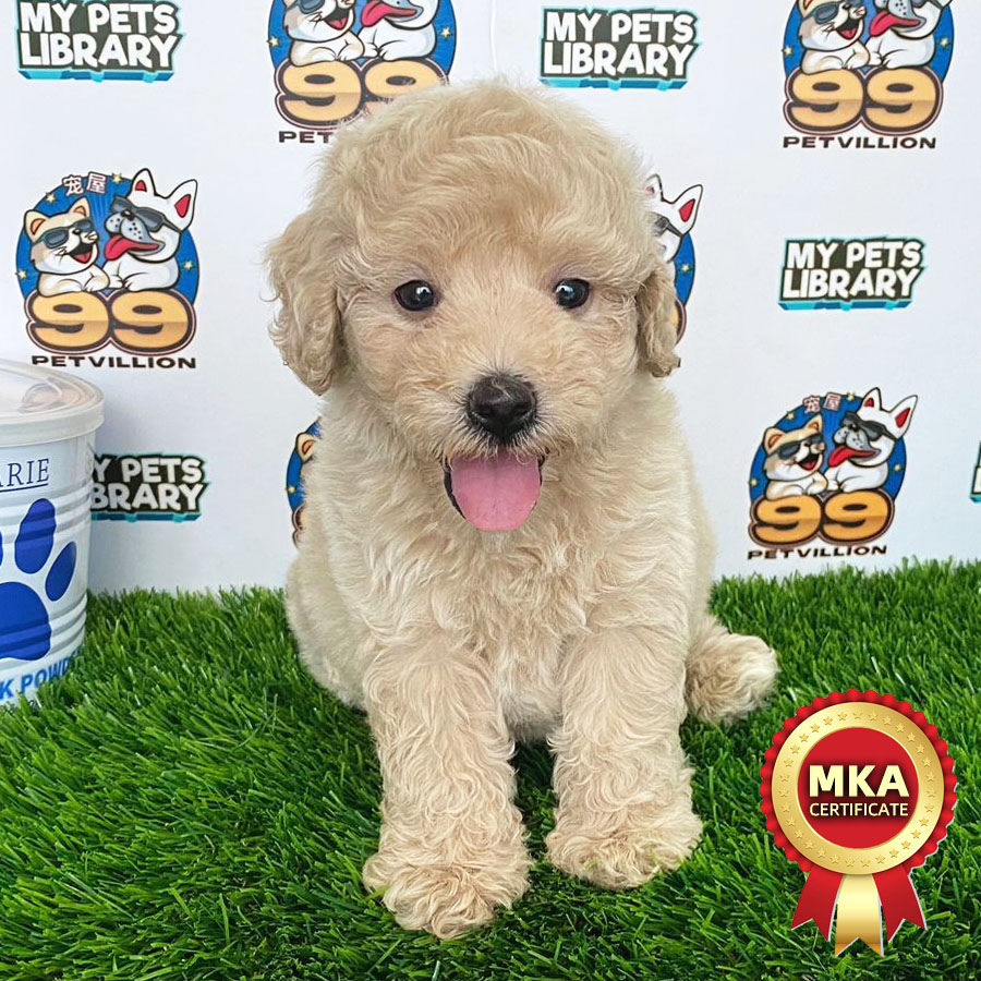 MKA Toy Poodle Puppy (Male) For Sale