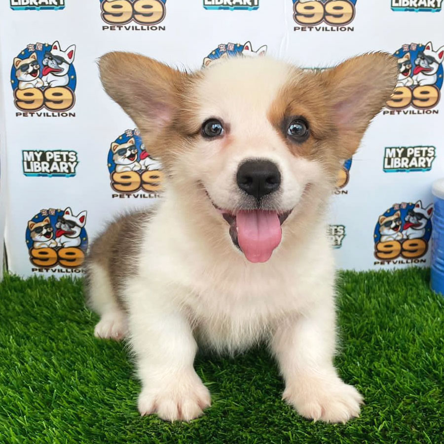 Welsh Corgi Puppy (Male) For Sale