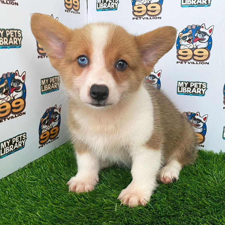 Welsh Corgi Puppy (Female) For Sale
