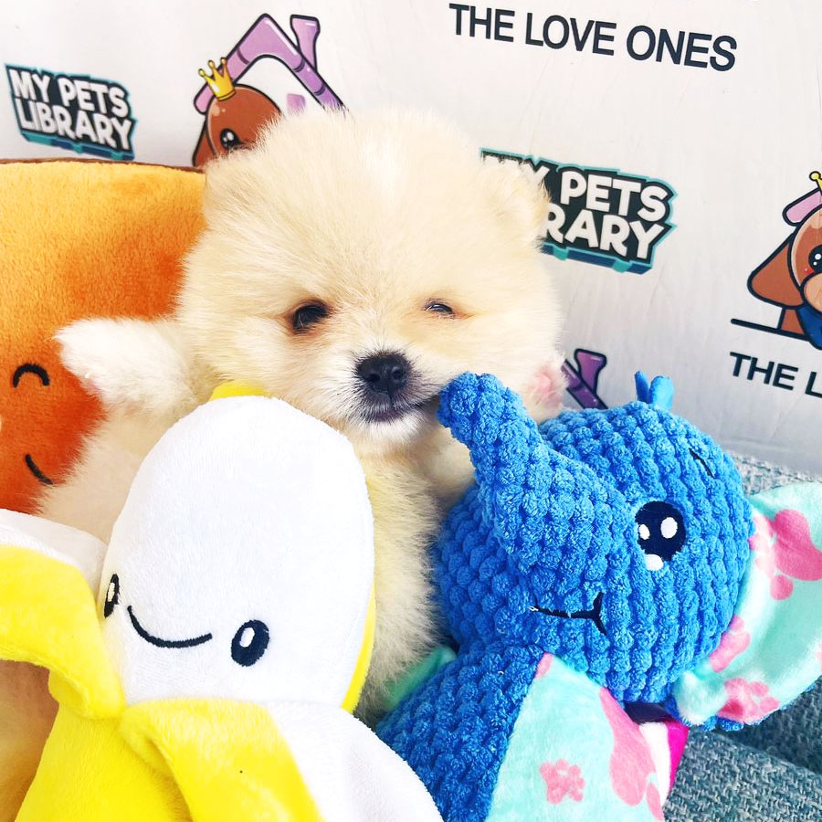 Tiny Pomeranian Puppy (Male) For Sale