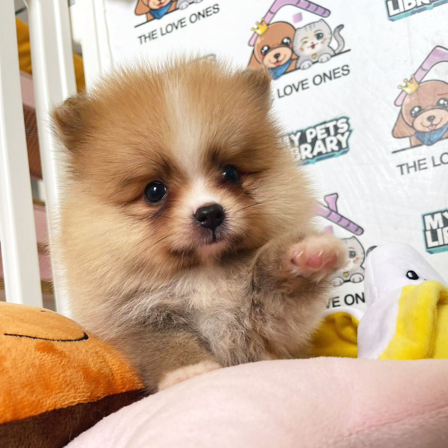 Tiny Pomeranian Puppy (Male) For Sale