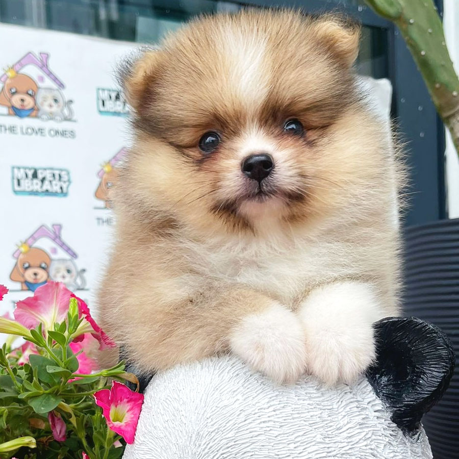 Tiny Pomeranian Puppy (Male) For Sale