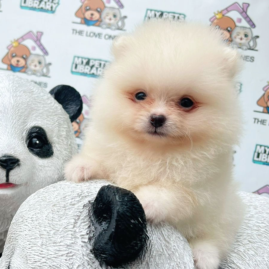 Tiny Pomeranian Puppy (Female) For Sale